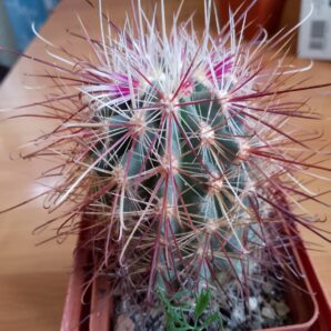 Sclerocactus VZD660