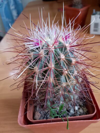 Sclerocactus VZD660