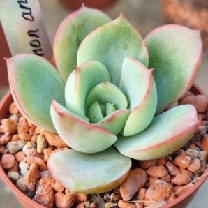 Echeveria "Lemon and Lime"
