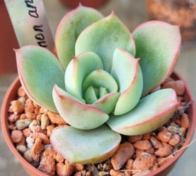 Echeveria "Lemon and Lime"