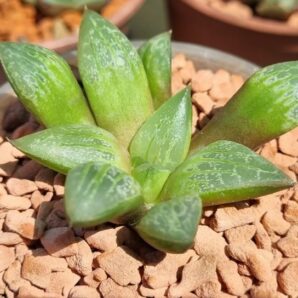 HAWORTHIA "SUKURA GREEN"