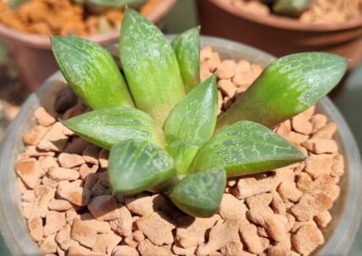 HAWORTHIA "SUKURA GREEN"