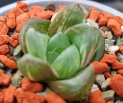 Haworthia "Obtusa" variegata - Зображення 3