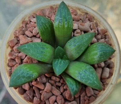 HAWORTHIA "SUKURA GREEN" - Зображення 3