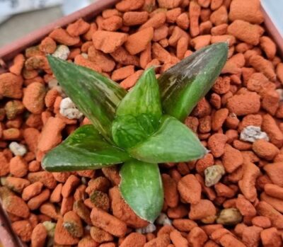 Haworthia "Maya Nishiki" variegata - Зображення 3