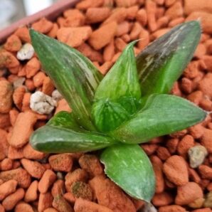 Haworthia "Maya Nishiki" variegata