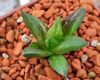 Haworthia "Maya Nishiki" variegata