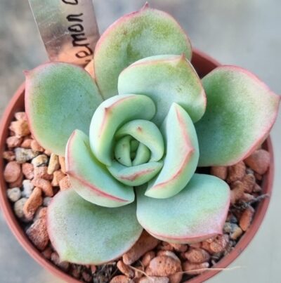 Echeveria "Lemon and Lime" - Зображення 3