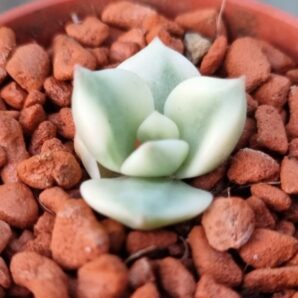 Sedeveria "ROLLY" var.