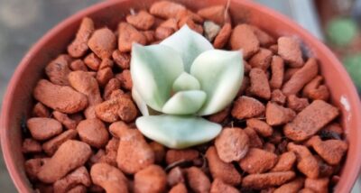 Sedeveria "ROLLY" var.