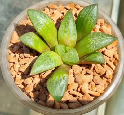 HAWORTHIA "SUKURA GREEN" - Зображення 4