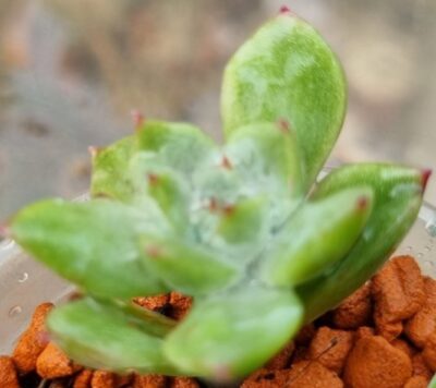 Echeveria "ICE ANGEL" variegata - Зображення 2