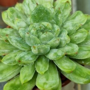 Echeveria "ICE ANGEL" variegata
