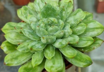Echeveria "ICE ANGEL" variegata