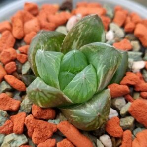 Haworthia "Obtusa" variegata