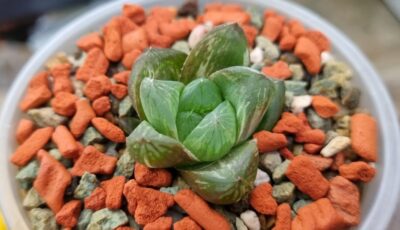 Haworthia "Obtusa" variegata