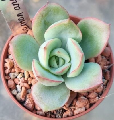 Echeveria "Lemon and Lime" - Зображення 2