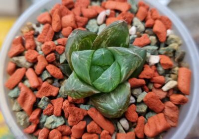 Haworthia "Obtusa" variegata - Зображення 2