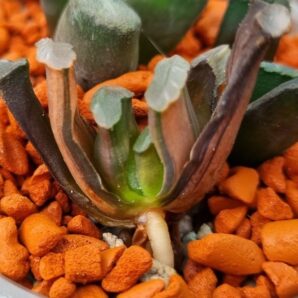 Haworthia Truncata "ILLUMINATION" var.