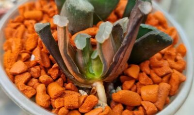 Haworthia Truncata "ILLUMINATION" var.