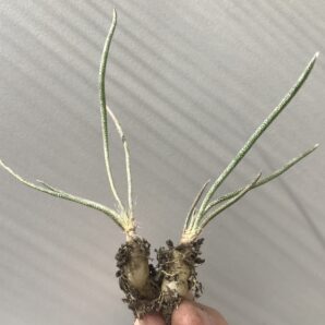 Digitostigma/Astrophytum/ caput- medusae