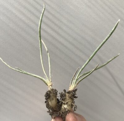 Digitostigma/Astrophytum/ caput- medusae