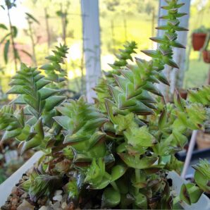 Crassula corymbulosa
