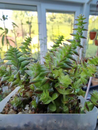 Crassula corymbulosa