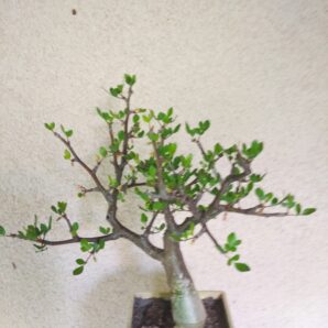 Сommiphora abyssinica