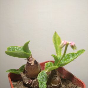 Ledebouria socialis ( Scilla violacea )