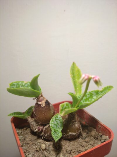 Ledebouria socialis ( Scilla violacea )