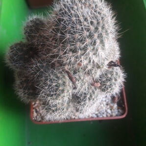 Aylostera