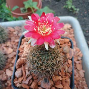 Lobivia hertrichiana LK 026