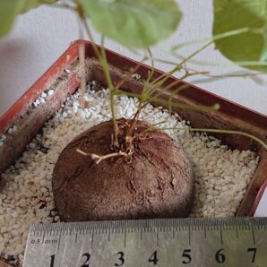 1 Dioscorea elevаntides K 5620