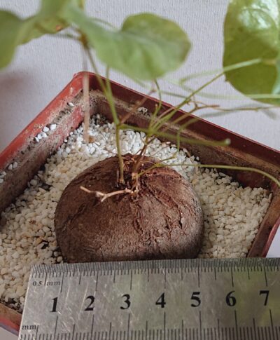1 Dioscorea elevаntides K 5620