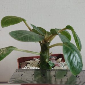 Dorstenia Foetida K 5500
