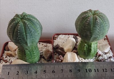 Euphorbia obesa K 5119 - Зображення 4