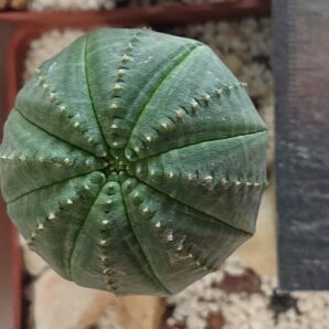 Euphorbia obesa K 5119
