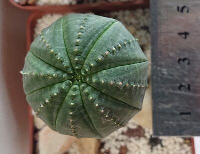 Euphorbia obesa K 5119