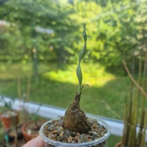 Cyrtanthus spiralis | 3