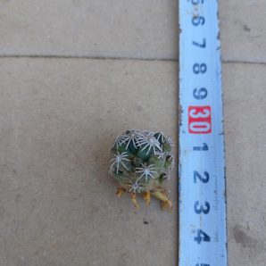 Escobaria abdita VZD 1313 | 36