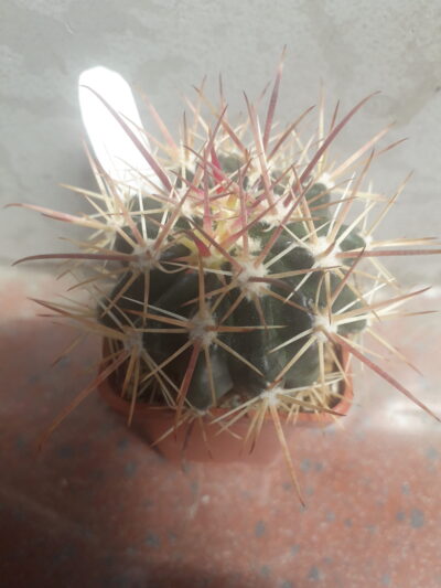 FEROCACTUS fordii - Зображення 2