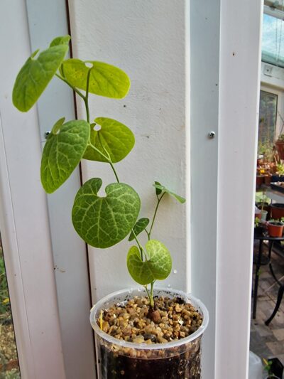 Aristolochia fimbriara - Зображення 2