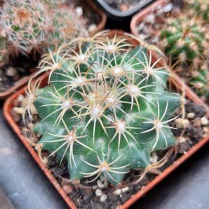 Coryphantha panarottoi Z173 | 29