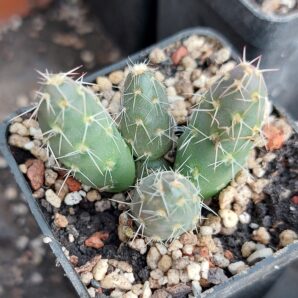 Maihueniopsis conoidea MK1431 | 57
