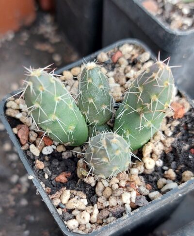 Maihueniopsis conoidea MK1431