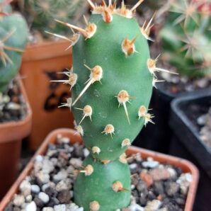 Tephrocactus neuquensis (Piltz)