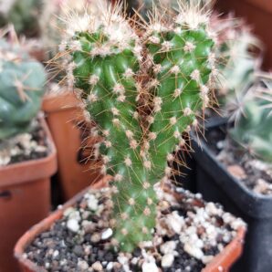 Cereus peruvianus f.monstrosa