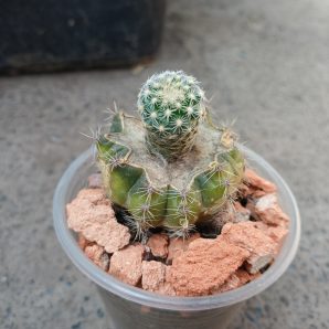 Pediocactus simpsonii HK 1101