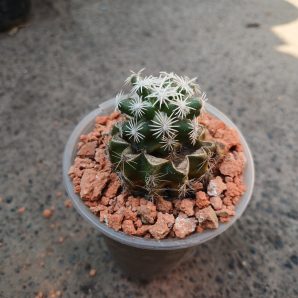 Escobaria abdita VZD 1313